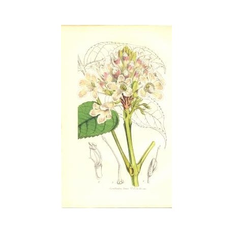 Flor SPATHODEA LAEVIS Litografía perteneciente a la obra: Le Jardin Fleuriste, journal général des progrès et des intéréts horti