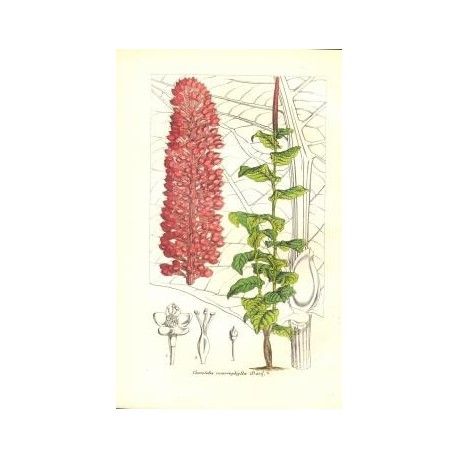 Flor COCCOLOBA MACROPHYLLA. Litografía perteneciente a la obra: Le Jardin Fleuriste, journal général des progrès et des intéréts