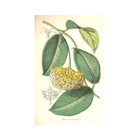 Flor HOYA CORIOACEA. Litografía perteneciente a la obra: Le Jardin Fleuriste, journal général des progrès et des intéréts hortic
