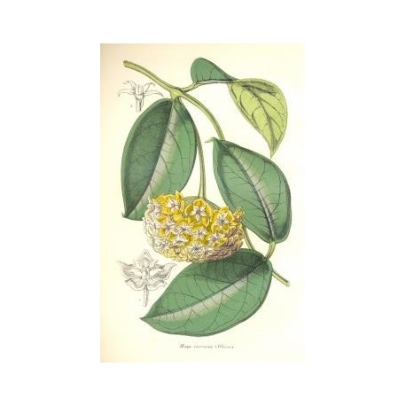 Flor HOYA CORIOACEA. Litografía perteneciente a la obra: Le Jardin Fleuriste, journal général des progrès et des intéréts hortic