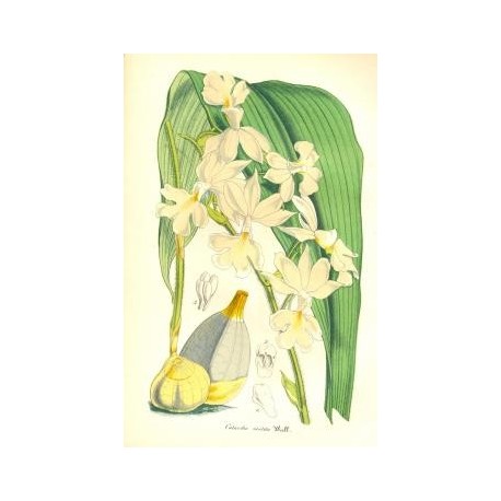 Flor CALANTHE VESTITA. Litografía perteneciente a la obra: Le Jardin Fleuriste, journal général des progrès et des intéréts hort