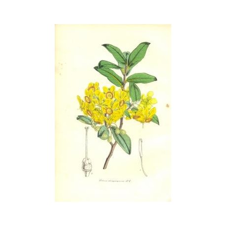 Flor OCHNA ATROPURPUREA. Litografía perteneciente a la obra: Le Jardin Fleuriste, journal général des progrès et des intéréts ho