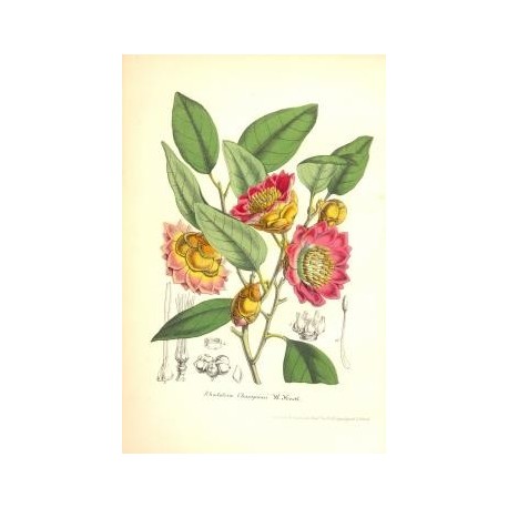 Flor RHODOLEIA CHAMPIONI. Litografía perteneciente a la obra: Le Jardin Fleuriste, journal général des progrès et des intéréts h
