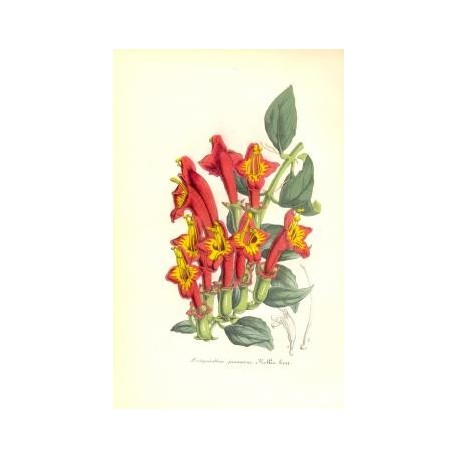 Flor AECHYMANTHUS JAVANICUS. Litografía perteneciente a la obra: Le Jardin Fleuriste, journal général des progrès et des intérét