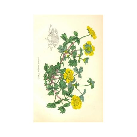 Flor POTENTILLA AMBIGUA. Litografía perteneciente a la obra: Le Jardin Fleuriste, journal général des progrès et des intéréts ho