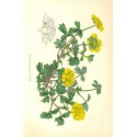 Flor POTENTILLA AMBIGUA. Litografía perteneciente a la obra: Le Jardin Fleuriste, journal général des progrès et des intéréts ho