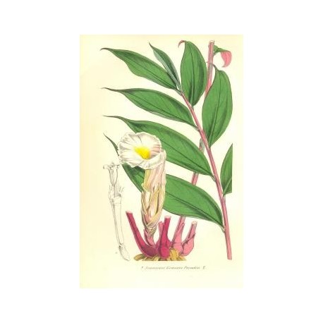 Flor AMOMUM GRANUM PARADISI. Litografía perteneciente a la obra: Le Jardin Fleuriste, journal général des progrès et des intérét
