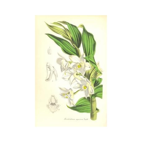 Flor DENDROBIUM AQUEUM. Litografía perteneciente a la obra: Le Jardin Fleuriste, journal général des progrès et des intéréts hor