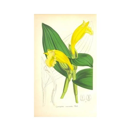 Flor CYATHOGLOTHIS MACRANTHA. Litografía perteneciente a la obra: Le Jardin Fleuriste, journal général des progrès et des intéré