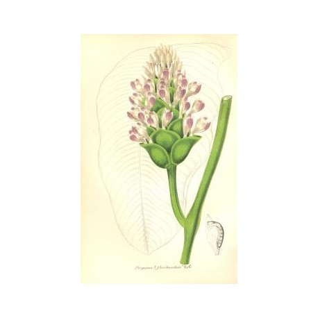 Flor PHRYNIUM FLORIBUNDUM. Litografía perteneciente a la obra: Le Jardin Fleuriste, journal général des progrès et des intéréts