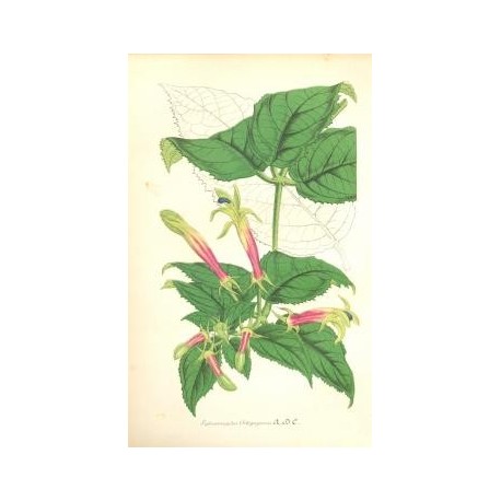 Flor SIPHOCAMPYTUS ORBIGNYAUS. Litografía perteneciente a la obra: Le Jardin Fleuriste, journal général des progrès et des intér