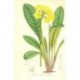 Flor PRIMULA SIKKIMENSIS. Litografía perteneciente a la obra: Le Jardin Fleuriste, journal général des progrès et des intéréts h