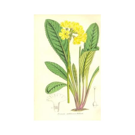 Flor PRIMULA SIKKIMENSIS. Litografía perteneciente a la obra: Le Jardin Fleuriste, journal général des progrès et des intéréts h