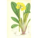 Flor PRIMULA SIKKIMENSIS. Litografía perteneciente a la obra: Le Jardin Fleuriste, journal général des progrès et des intéréts h