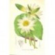 Flor NYMPHAEA ELEGANS. Litografía perteneciente a la obra: Le Jardin Fleuriste, journal général des progrès et des intéréts hort