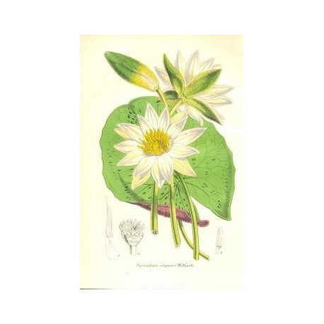 Flor NYMPHAEA ELEGANS. Litografía perteneciente a la obra: Le Jardin Fleuriste, journal général des progrès et des intéréts hort