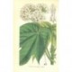 Flor DOMBEYA VIBURNIFLORA. Litografía perteneciente a la obra: Le Jardin Fleuriste, journal général des progrès et des intéréts