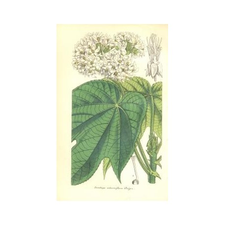 Flor DOMBEYA VIBURNIFLORA. Litografía perteneciente a la obra: Le Jardin Fleuriste, journal général des progrès et des intéréts