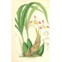 Flor BIFRENARIA BELLA. Litografía perteneciente a la obra: Le Jardin Fleuriste, journal général des progrès et des intéréts hort