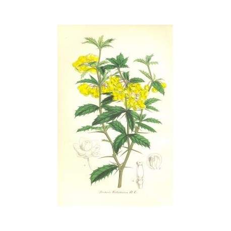 Flor BERBERIS WALLICHIANA. Litografía perteneciente a la obra: Le Jardin Fleuriste, journal général des progrès et des intéréts