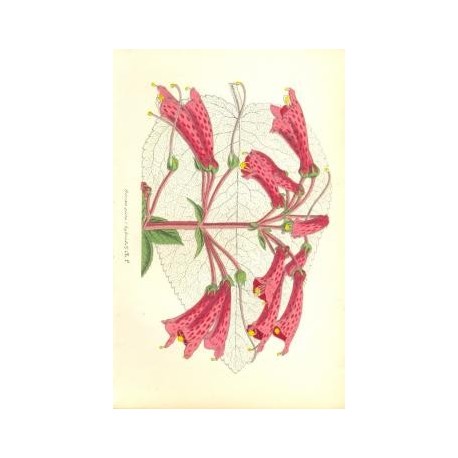 Flor DIRCAEA PICTA. Litografía perteneciente a la obra: Le Jardin Fleuriste, journal général des progrès et des intéréts hortico