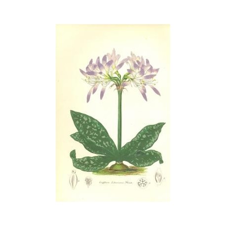 Flor GRIFFINIA LIBONIANA. Litografía perteneciente a la obra: Le Jardin Fleuriste, journal général des progrès et des intéréts h