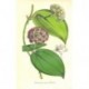 Flor HOYA PURPUREO-FUSCA. Litografía perteneciente a la obra: Le Jardin Fleuriste, journal général des progrès et des intéréts h