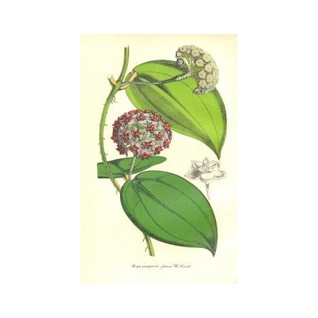 Flor HOYA PURPUREO-FUSCA. Litografía perteneciente a la obra: Le Jardin Fleuriste, journal général des progrès et des intéréts h