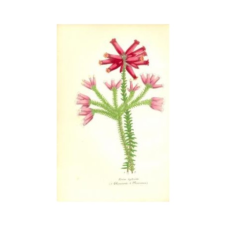 Flor ERICAE HYBRIDAE. Litografía perteneciente a la obra: Le Jardin Fleuriste, journal général des progrès et des intéréts horti