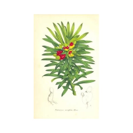 Flor PODOCARPUS NERUFOLIA. Litografía perteneciente a la obra: Le Jardin Fleuriste, journal général des progrès et des intéréts