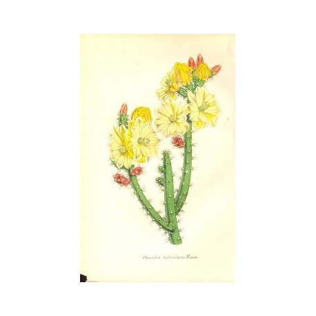 Flor OPUNTIA SALMIANA. Litografía perteneciente a la obra: Le Jardin Fleuriste, journal général des progrès et des intéréts hort