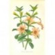 Flor DIPLACUS GLUTINOSUS. Litografía perteneciente a la obra: Le Jardin Fleuriste, journal général des progrès et des intéréts h