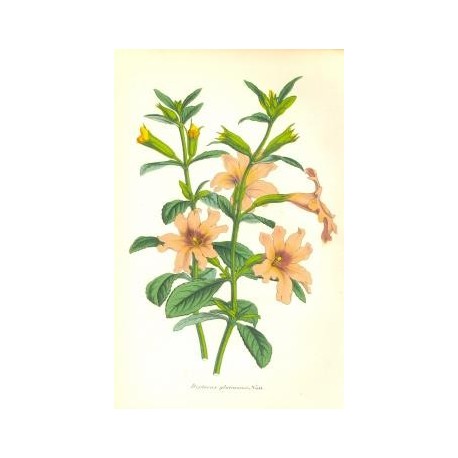 Flor DIPLACUS GLUTINOSUS. Litografía perteneciente a la obra: Le Jardin Fleuriste, journal général des progrès et des intéréts h