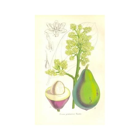 Flor PERSEA GRATISSIMA. Litografía perteneciente a la obra: Le Jardin Fleuriste, journal général des progrès et des intéréts hor