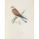 A history of british birds [Pájaros Aves].