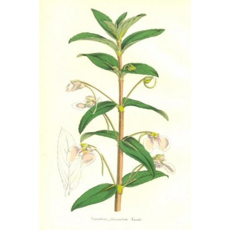 Flor IMPATIENS FASCICULATA. Litografía perteneciente a la obra: Le Jardin Fleuriste, journal général des progrès et des intéréts