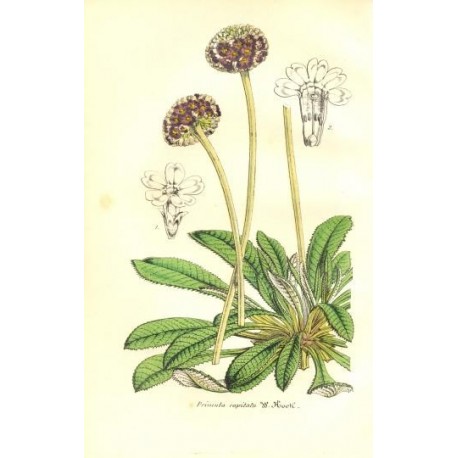 Flor PRINULA CAPITATA. Litografía perteneciente a la obra: Le Jardin Fleuriste, journal général des progrès et des intéréts hort