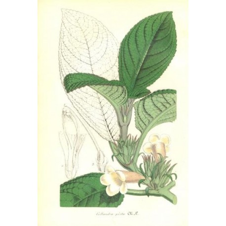 Flor COLLANDRA PICTA. Litografía perteneciente a la obra: Le Jardin Fleuriste, journal général des progrès et des intéréts horti