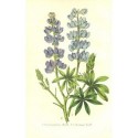 Flor I. LUPINUS PUBESCENS. Litografía perteneciente a la obra: Le Jardin Fleuriste, journal général des progrès et des intéréts