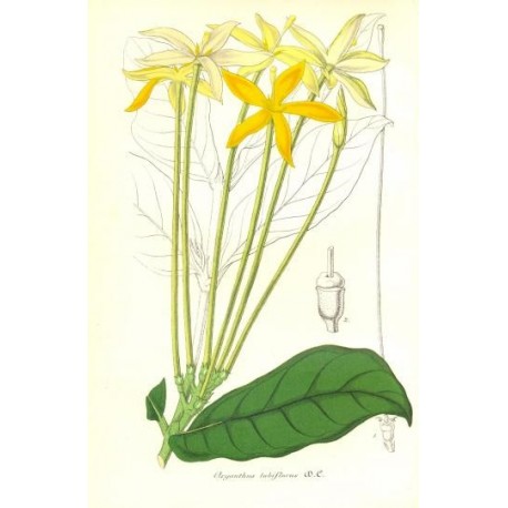 Flor OXYANTHUS TUBIFLORUS. Litografía perteneciente a la obra: Le Jardin Fleuriste, journal général des progrès et des intéréts