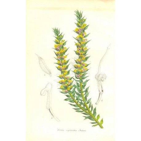 Flor HAKEA MYRTOIDES. Litografía perteneciente a la obra: Le Jardin Fleuriste, journal général des progrès et des intéréts horti