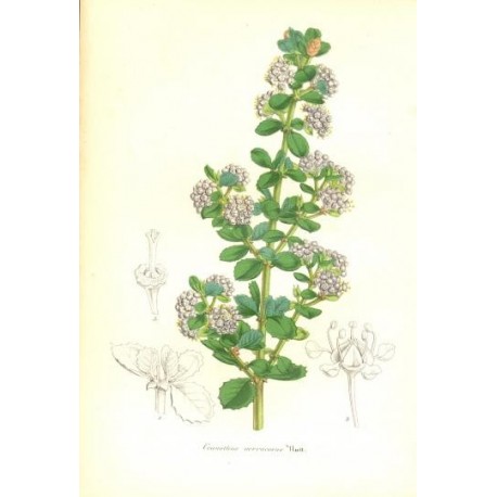 Flor CEANOTHUS VERRUCOSUS. Litografía perteneciente a la obra: Le Jardin Fleuriste, journal général des progrès et des intéréts