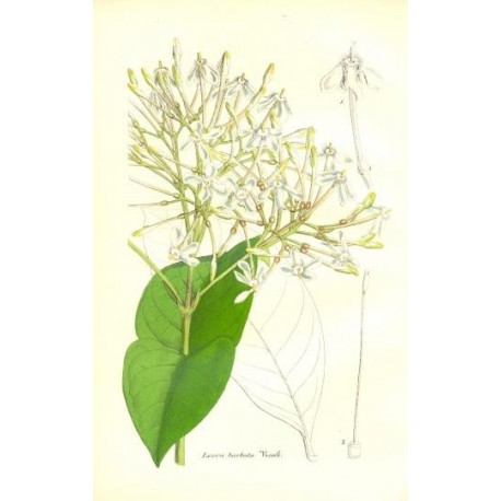 Flor IXORA BARBATA. Litografía perteneciente a la obra: Le Jardin Fleuriste, journal général des progrès et des intéréts hortico