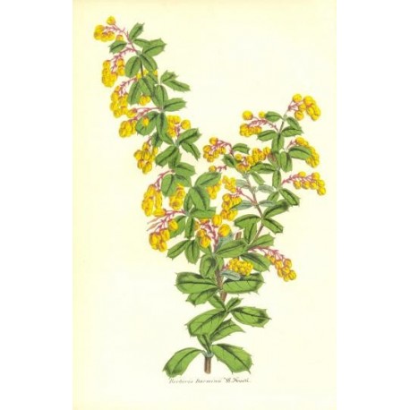 Flor BERBERIS DARWINII. Litografía perteneciente a la obra: Le Jardin Fleuriste, journal général des progrès et des intéréts hor