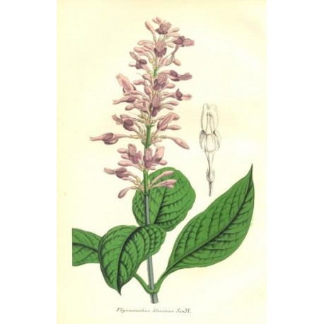 Flor THYRSACANTHUS LILACINUS. Litografía perteneciente a la obra: Le Jardin Fleuriste, journal général des progrès et des intéré