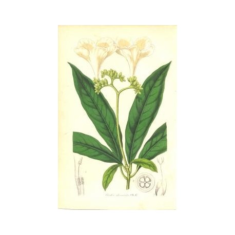 Flor CORDIA GLOMERATA. Litografía perteneciente a la obra: Le Jardin Fleuriste, journal général des progrès et des intéréts hort