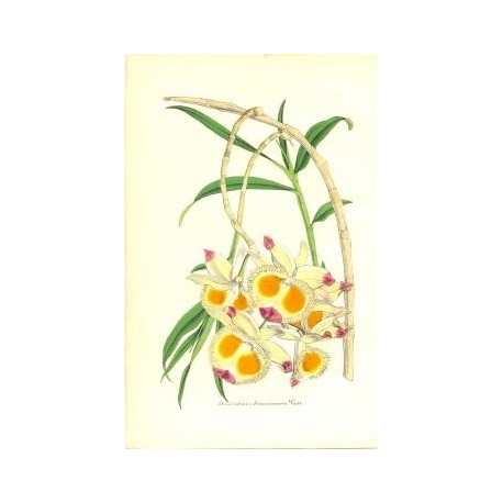 Flor DENDROBIUM DEVONIANUM. Litografía perteneciente a la obra: Le Jardin Fleuriste, journal général des progrès et des intéréts