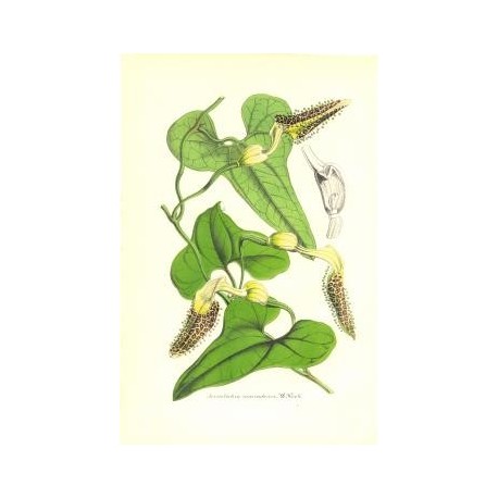 Flor ARISTOLOCHIA MACRADENIA. Litografía perteneciente a la obra: Le Jardin Fleuriste, journal général des progrès et des intéré