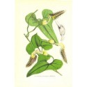 Flor ARISTOLOCHIA MACRADENIA. Litografía perteneciente a la obra: Le Jardin Fleuriste, journal général des progrès et des intéré