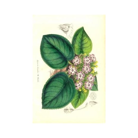 Flor EPISCIA BICOLOR. Litografía perteneciente a la obra: Le Jardin Fleuriste, journal général des progrès et des intéréts horti